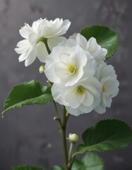 Single large white begonia bloom on a long green stem with leaves , flowers, flower, blooms