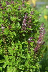 Basilikum, Ocimum basilicum, Sorte Tauris