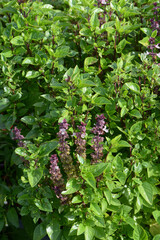 Basilikum, Ocimum basilicum, Sorte Tauris