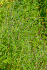 Ambrosie, Beifußblättrige Ambrosie, Ambrosia artemisifolia L.