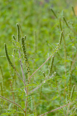Ambrosie, Beifußblättrige Ambrosie, Ambrosia artemisifolia L.