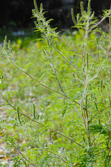 Ambrosie, Beifußblättrige Ambrosie, Ambrosia artemisifolia L.