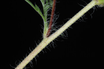 Ambrosie, Beifußblättrige Ambrosie, Ambrosia artemisifolia L.