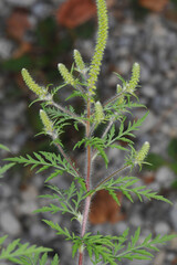 Ambrosie, Beifußblättrige Ambrosie, Ambrosia artemisifolia L.