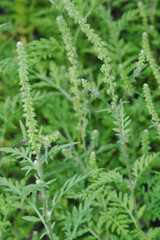 Ambrosie, Beifußblättrige Ambrosie, Ambrosia artemisifolia L.