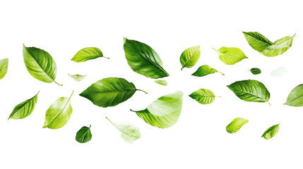Green Leaves Falling in Transparent Background
