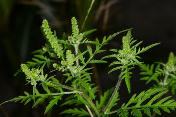 Ambrosie, Beifußblättrige Ambrosie, Ambrosia artemisifolia L.