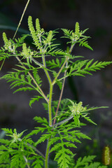 Ambrosie, Beifußblättrige Ambrosie, Ambrosia artemisifolia L.