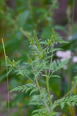 Ambrosie, Beifußblättrige Ambrosie, Ambrosia artemisifolia L.
