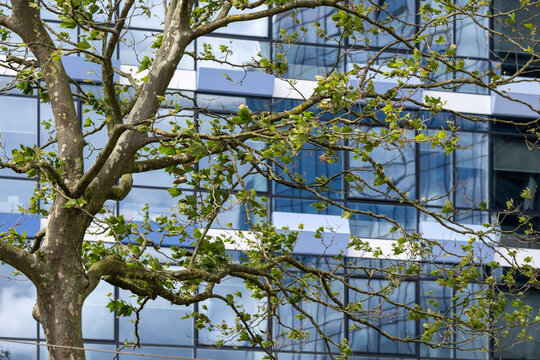 The photograph captures tree branches gracefully framing urban glass reflections, illustrating the intersection of nature and modern architecture in city life in Amsterdam