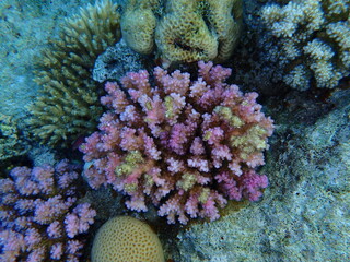 Obraz premium Rasp coral or cauliflower coral, knob-horned coral (Pocillopora verrucosa) undersea, Red Sea, Egypt, Sharm El Sheikh, Montazah Bay