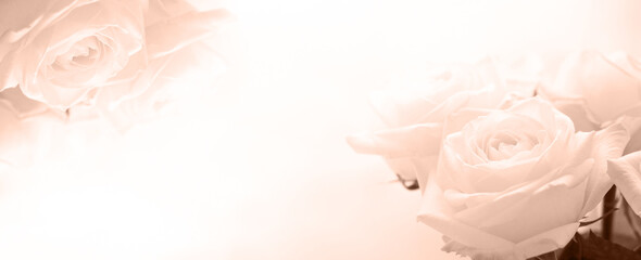 Beautiful delicate roses in a beige shade, a banner with copying space. High quality photo