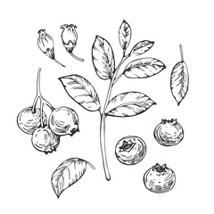 Blueberry set of vector black and white illustrations hand drawn with ink. Leaves, berries and flowers of bilberry on a white background. Isolated elements for label design