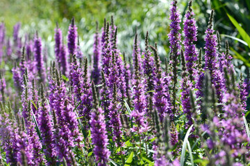 Naklejka premium Blutweiderich, Gewöhnlicher, Lythrum salicaria