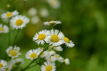 Fototapeta premium Einjähriges Berufskraut, Feinstrahl, Erigeron annus