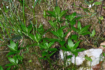  Wald-Bingelkraut, Mercurialis perennis
