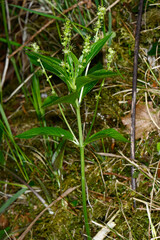  Wald-Bingelkraut, Mercurialis perennis