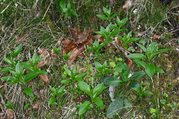  Wald-Bingelkraut, Mercurialis perennis