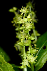 Wald-Bingelkraut, Mercurialis perennis, Teilansicht eines männlichen Blütenstandes