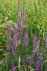 Blutweiderich, Gewöhnlicher,  Lythrum salicaria