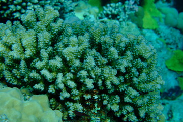Rasp coral or cauliflower coral, knob-horned coral (Pocillopora verrucosa) undersea, Red Sea,...