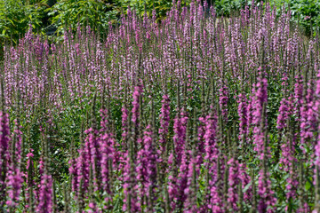 Blutweiderich, Gewöhnlicher,  Lythrum salicaria