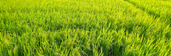Lush green rice paddy field during harvest season symbolizes agricultural abundance, sustainability, and Asian cultural festivities like Songkran and Tet