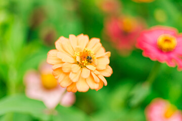 Close up Zinnia flowers blooming