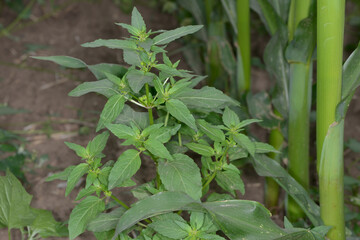  Bingelkraut, Einjährige, Mercurialis annua