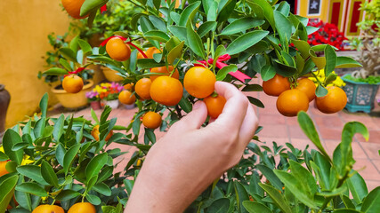 A hand picks ripe kumquats from a lush tree, symbolizing prosperity during the Lunar New Year...