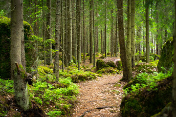 Lush Green Forest Landscape With Moss-Covered Stones and Trees