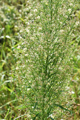 Berufskraut,  Kanadisches,  Conyza canadensis