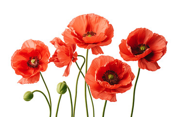 Obraz premium Red poppy flowers isolated on transparent background. Generative AI