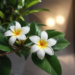 Fototapeta premium White plumeria flower on a small green leaf against a bright light source , botanical image, green foliage, nature