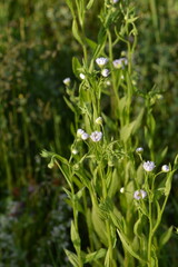 Einjähriges Berufskraut,  Feinstrahl,  Erigeron annus
