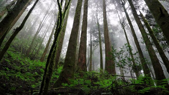 Beautiful  rain forest with cedar trees 
