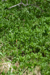  Wald-Bingelkraut, Mercurialis perennis