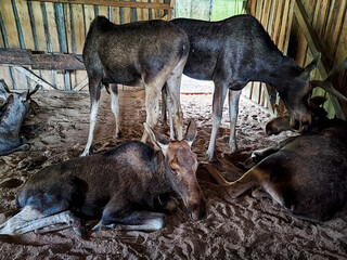 Moose resting indoors at a salmon farm in Sumarokovo, Kostroma region during autumn
