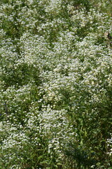 Einjähriges Berufskraut,  Feinstrahl,  Erigeron annus