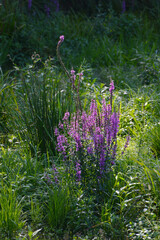 Blutweiderich, Gewöhnlicher,  Lythrum salicaria
