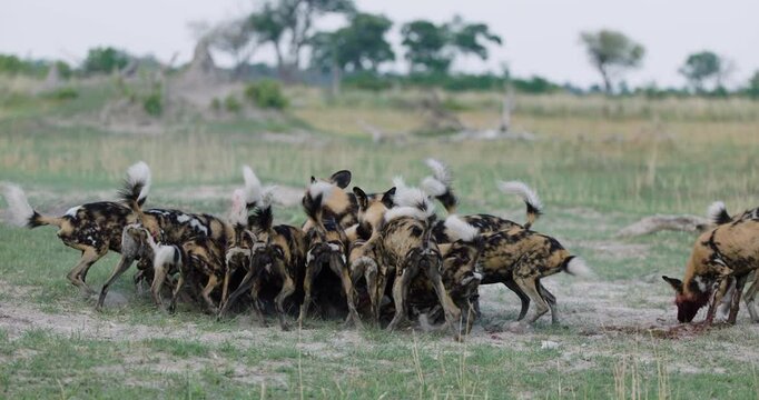 Spectacular slow moiton close-up. A large pack of African Wild Dogs feeding on an impala carcass