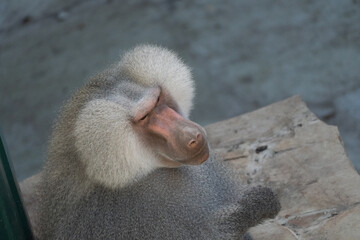 Baboon Zoo Animal Close-up - A baboon sits on a wooden platform at the zoo.