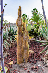 Opuntia Cactus (Opuntia galapageia) tree prickly-pear. Tree opuntia (Galapagos Prickly Pear) in golden backlight, Plaza Sur Island, South Plaza, Galapagos, Ecuador