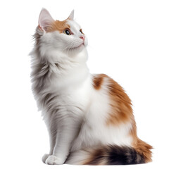 White red fur cat isolated on transparent background. PNG. Generated AI