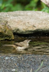 Birds in nature at Bangpoo Air Base, Samut Prakan Province, Thailand