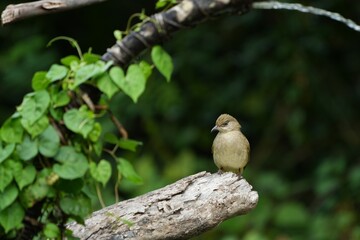 Birds in nature at Bangpoo Air Base, Samut Prakan Province, Thailand