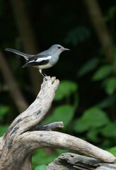 Birds in nature at Bangpoo Air Base, Samut Prakan Province, Thailand