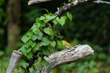 Birds in nature at Bangpoo Air Base, Samut Prakan Province, Thailand