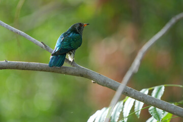Birds in nature at Bangpoo Air Base, Samut Prakan Province, Thailand
