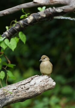 Birds in nature at Bangpoo Air Base, Samut Prakan Province, Thailand